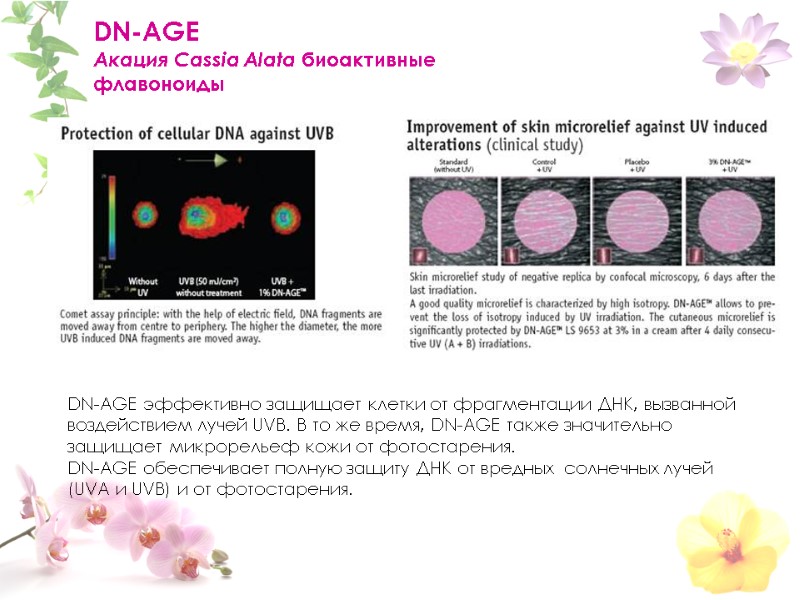DN-AGE  Акация Cassia Alata биоактивные флавоноиды       DN-AGE